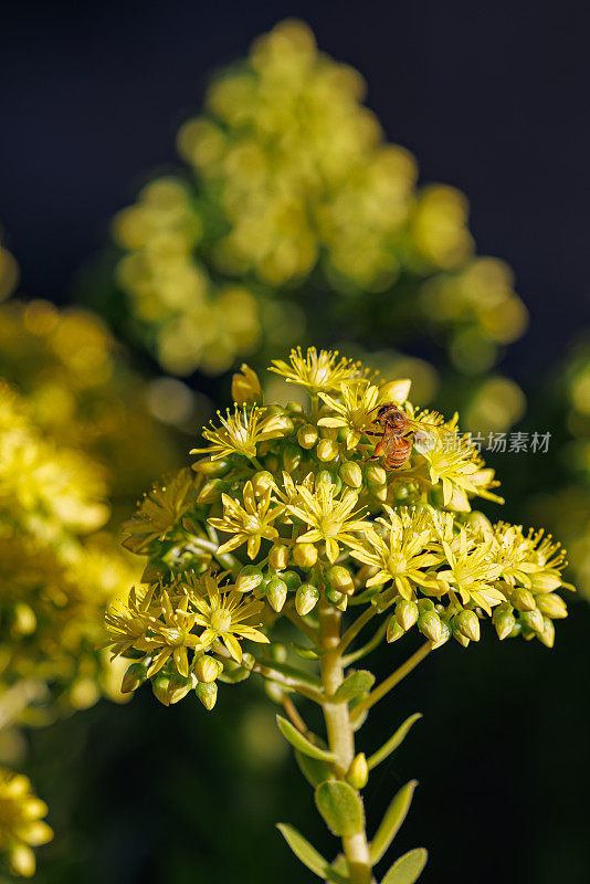 西部蜜蜂为一种多年生石生植物(Sedum dendroideum)鲜艳的黄色花朵授粉。